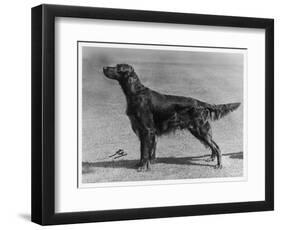Show Champion Wendover Gentleman Owned by James-null-Framed Photographic Print