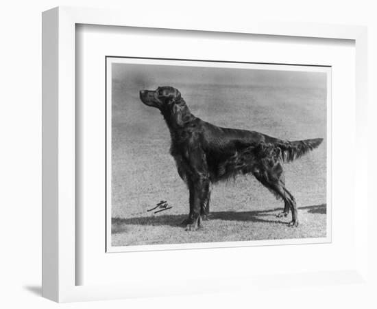 Show Champion Wendover Gentleman Owned by James-null-Framed Photographic Print