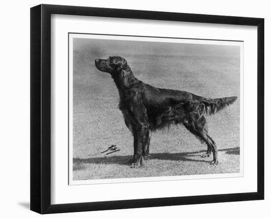 Show Champion Wendover Gentleman Owned by James-null-Framed Premium Photographic Print