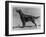 Show Champion Wendover Gentleman Owned by James-null-Framed Premium Photographic Print