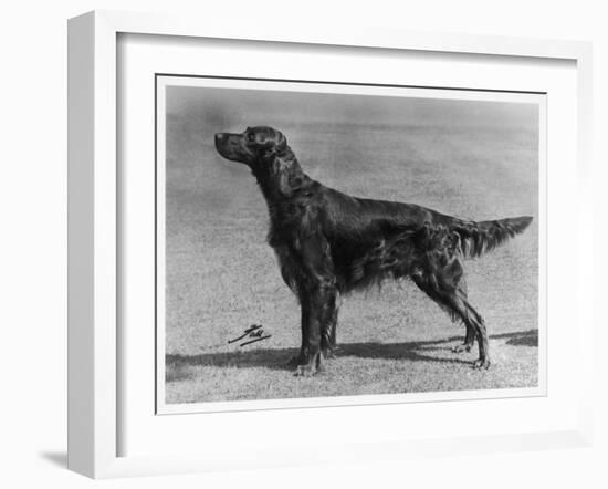 Show Champion Wendover Gentleman Owned by James-null-Framed Premium Photographic Print