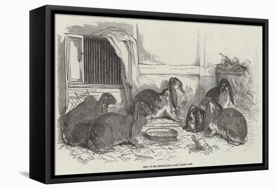 Show of the Metropolitan Fancy Rabbit Club-Benjamin Herring-Framed Stretched Canvas