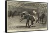 Show of Thoroughbred Stallions at Nottingham-null-Framed Stretched Canvas