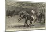 Show of Thoroughbred Stallions at Nottingham-null-Mounted Giclee Print