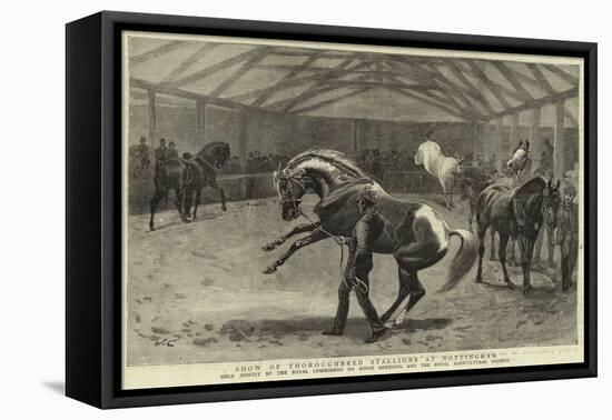 Show of Thoroughbred Stallions at Nottingham-null-Framed Stretched Canvas