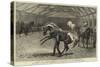 Show of Thoroughbred Stallions at Nottingham-null-Stretched Canvas