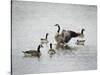 Show Off Canadian Geese-Jai Johnson-Stretched Canvas