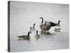 Show Off Canadian Geese-Jai Johnson-Stretched Canvas