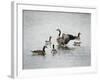 Show Off Canadian Geese-Jai Johnson-Framed Giclee Print