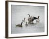 Show Off Canadian Geese-Jai Johnson-Framed Giclee Print