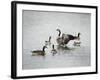 Show Off Canadian Geese-Jai Johnson-Framed Giclee Print