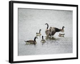 Show Off Canadian Geese-Jai Johnson-Framed Giclee Print