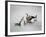 Show Off Canadian Geese-Jai Johnson-Framed Giclee Print