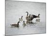 Show Off Canadian Geese-Jai Johnson-Mounted Giclee Print