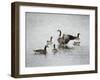 Show Off Canadian Geese-Jai Johnson-Framed Giclee Print