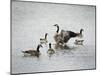 Show Off Canadian Geese-Jai Johnson-Mounted Giclee Print