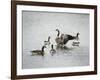 Show Off Canadian Geese-Jai Johnson-Framed Giclee Print