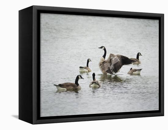 Show Off Canadian Geese-Jai Johnson-Framed Stretched Canvas