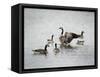 Show Off Canadian Geese-Jai Johnson-Framed Stretched Canvas