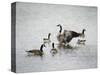 Show Off Canadian Geese-Jai Johnson-Stretched Canvas