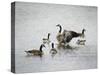 Show Off Canadian Geese-Jai Johnson-Stretched Canvas