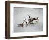 Show Off Canadian Geese-Jai Johnson-Framed Giclee Print