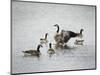 Show Off Canadian Geese-Jai Johnson-Mounted Giclee Print