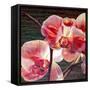 Show Offs-Jan McLaughlin-Framed Stretched Canvas