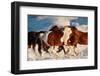 Show Runners-Lisa Dearing-Framed Photographic Print