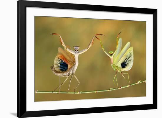 Show Time-Hasan Baglar-Framed Art Print