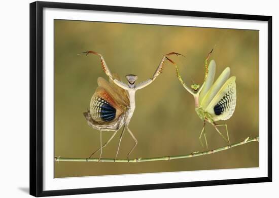 Show Time-Hasan Baglar-Framed Giclee Print