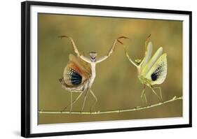 Show Time-Hasan Baglar-Framed Giclee Print