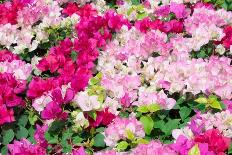 Blooming Bougainvillea Flowers Background. Bright Pink Magenta Bougainvillea Flowers as a Floral Ba-showcake-Photographic Print