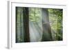 Shower of Light-Anne Schneidersmann-Framed Photographic Print