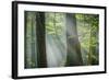 Shower of Light-Anne Schneidersmann-Framed Photographic Print