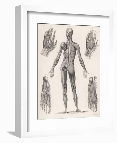 Showing Muscles of Body Hands and Feet-G. Aikmann-Framed Art Print