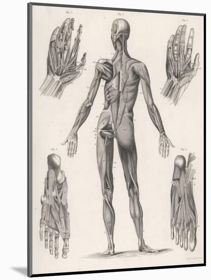 Showing Muscles of Body Hands and Feet-G. Aikmann-Mounted Art Print