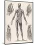 Showing Muscles of Body Hands and Feet-G. Aikmann-Mounted Art Print