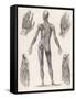 Showing Muscles of Body Hands and Feet-G. Aikmann-Framed Stretched Canvas