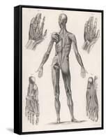 Showing Muscles of Body Hands and Feet-G. Aikmann-Framed Stretched Canvas