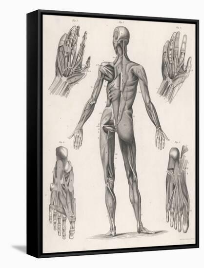 Showing Muscles of Body Hands and Feet-G. Aikmann-Framed Stretched Canvas
