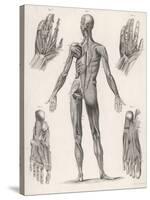 Showing Muscles of Body Hands and Feet-G. Aikmann-Stretched Canvas