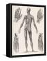 Showing Muscles of Body Hands and Feet-G. Aikmann-Framed Stretched Canvas