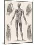 Showing Muscles of Body Hands and Feet-G. Aikmann-Mounted Art Print