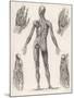 Showing Muscles of Body Hands and Feet-G. Aikmann-Mounted Art Print