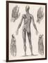 Showing Muscles of Body Hands and Feet-G. Aikmann-Framed Art Print