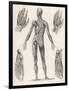 Showing Muscles of Body Hands and Feet-G. Aikmann-Framed Art Print