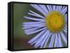 Showy Daisy (Erigeron Speciosus), Glacier National Park, Montana-James Hager-Framed Stretched Canvas