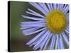 Showy Daisy (Erigeron Speciosus), Glacier National Park, Montana-James Hager-Stretched Canvas