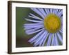 Showy Daisy (Erigeron Speciosus), Glacier National Park, Montana-James Hager-Framed Photographic Print